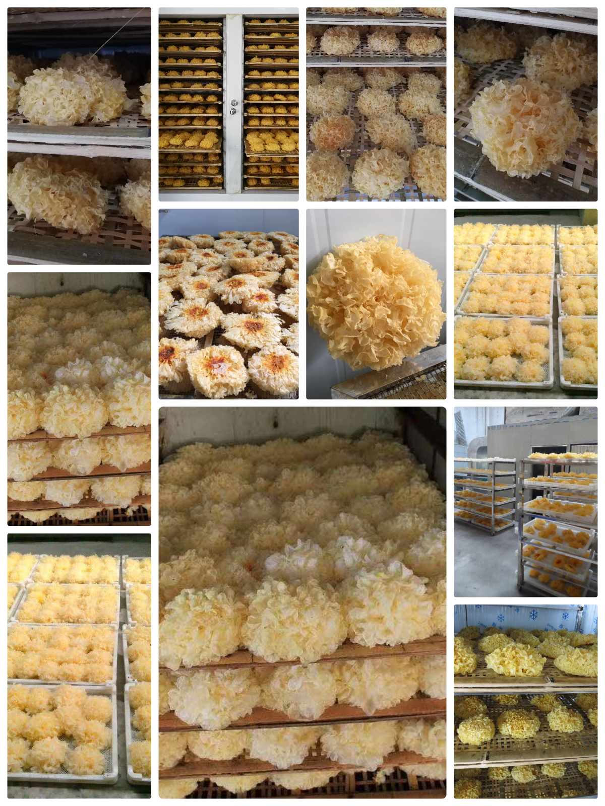 Optimizing White Fungus Drying with MeiYa Heat Pump Dryers