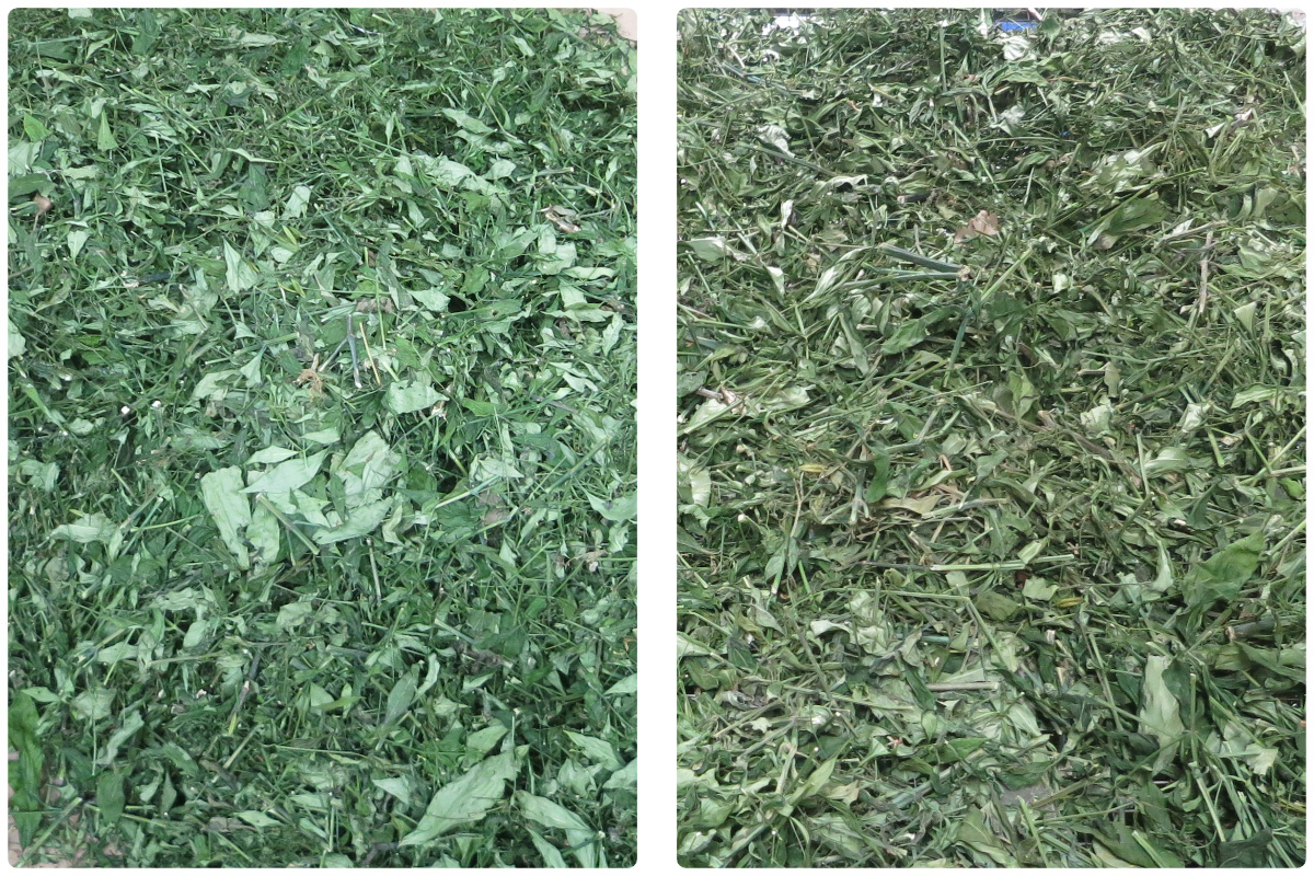 Optimized Andrographis paniculata (Chuanxinlian) Drying Solutions with MeiYa Heat Pump Technology​