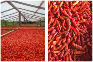 MeiYa Air Source Heat Pump Dryer: Precision Drying Solution for Chilli Processing​