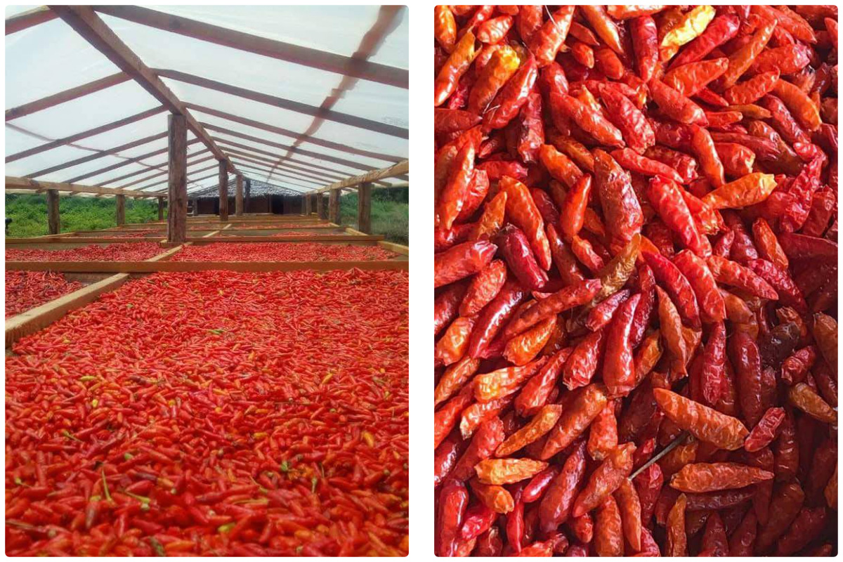 MeiYa Air Source Heat Pump Dryer: Precision Drying Solution for Chilli Processing