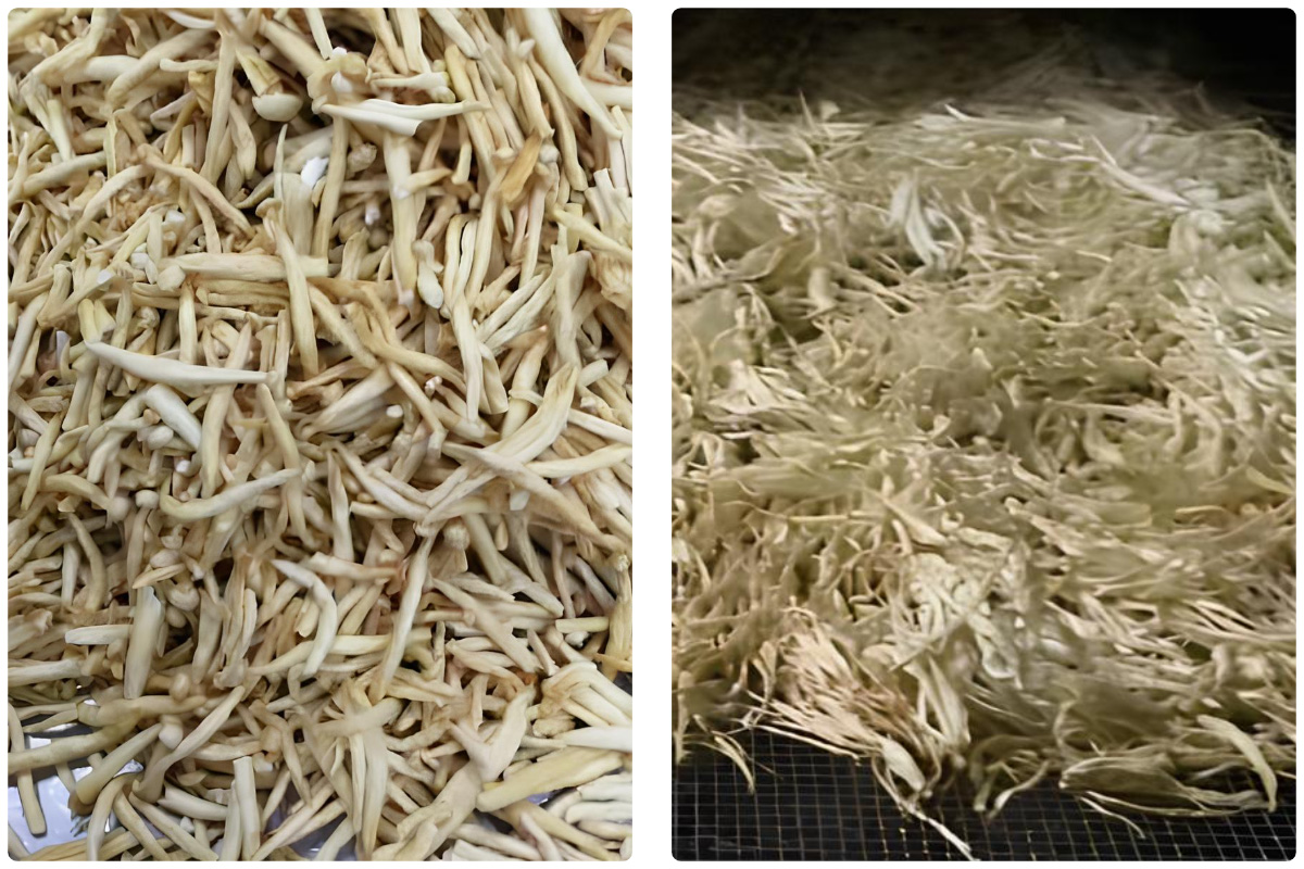Optimized Drying Process for Flammulina velutipes (Enoki mushrooms) Using MeiYa Air Source Heat Pump Dryers​