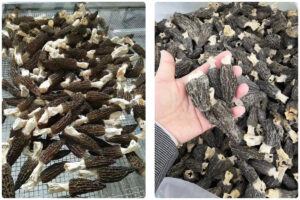 MeiYa Heat Pump Dryer: Precision Drying Solution for Morel Mushrooms​