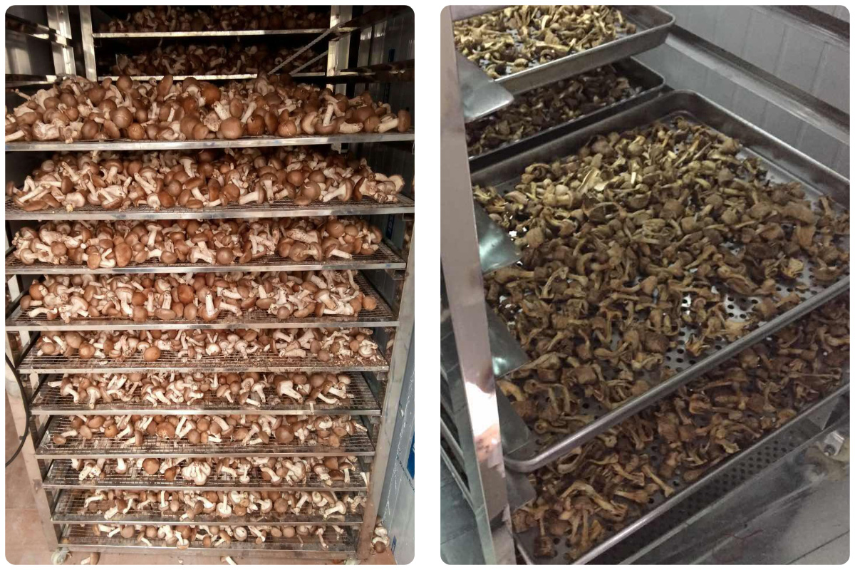 Professional Mushroom Drying Solutions with MeiYa Air-Source Heat Pump Dryers​
