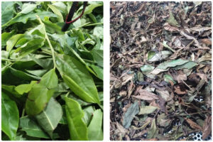 Comprehensive Guide to Tea Drying Process with MeiYa Heat Pump Dryers