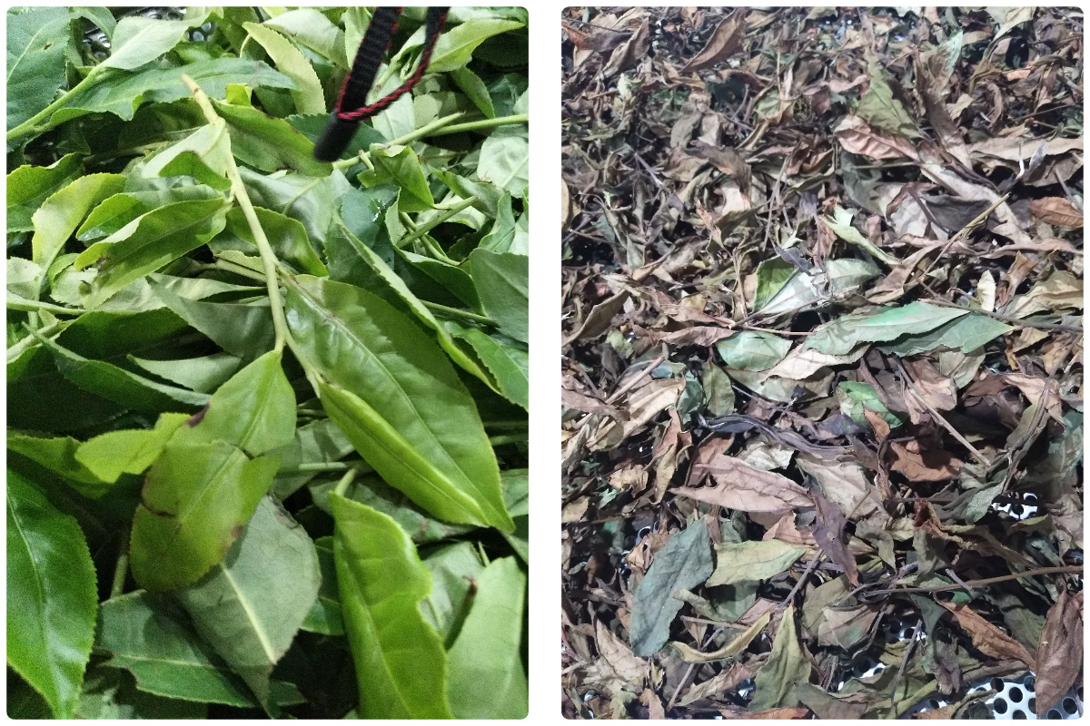 Comprehensive Guide to Tea Drying Process with MeiYa Heat Pump Dryers