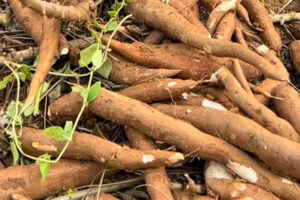 MeiYa Heat Pump Dryer: The Ultimate Solution for Cassava Drying