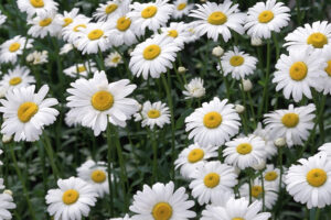 MeiYa Heat Pump Dryer: The Professional Solution for White Chrysanthemum Drying