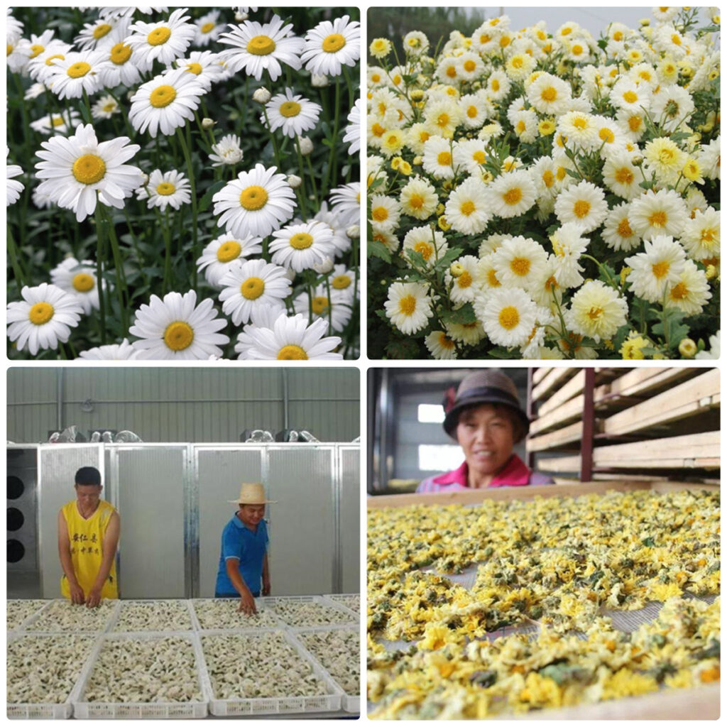 MeiYa Heat Pump Dryer: The Professional Solution for White Chrysanthemum Drying