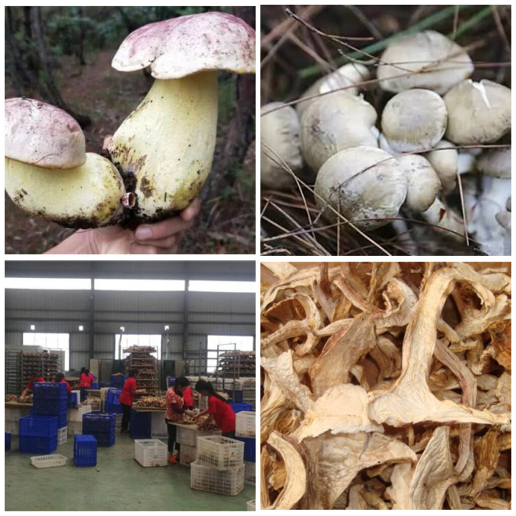 MeiYa Heat Pump Dryer: The Professional Solution for White Onion Mushroom Drying