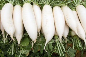 MeiYa Heat Pump Dryer: The Efficient Solution for White Radish Drying