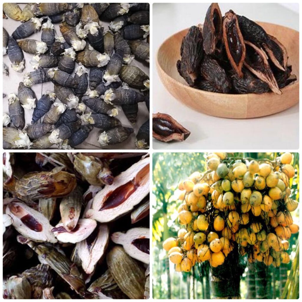 MeiYa Heat Pump Dryer: The Precision Drying Solution for Areca Nut (Betel Nut)