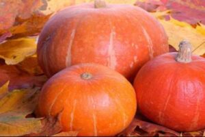 MeiYa Heat Pump Dryer: The Professional Solution for Pumpkin Drying