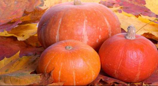 MeiYa Heat Pump Dryer: The Professional Solution for Pumpkin Drying