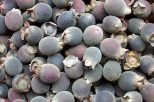 MeiYa Heat Pump Dryer: The Advanced Drying Solution for Hill Cherry (Rhodomyrtus tomentosa)