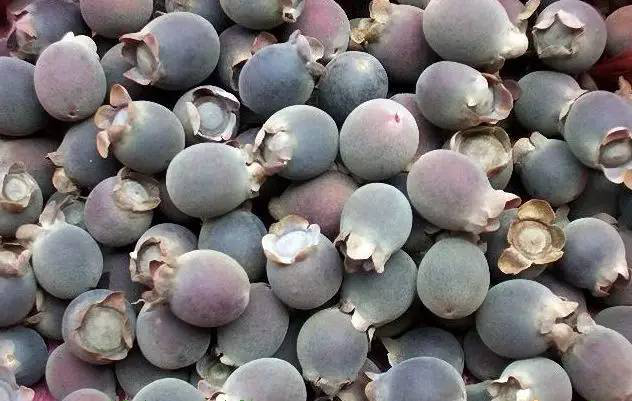 MeiYa Heat Pump Dryer: The Advanced Drying Solution for Hill Cherry (Rhodomyrtus tomentosa)