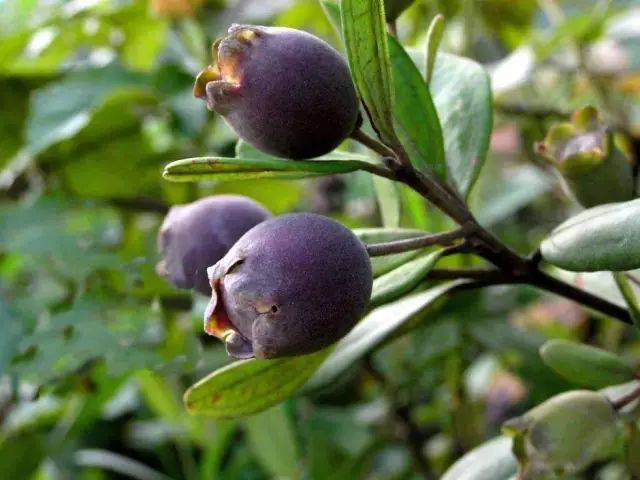 MeiYa Heat Pump Dryer: The Advanced Drying Solution for Hill Cherry (Rhodomyrtus tomentosa)