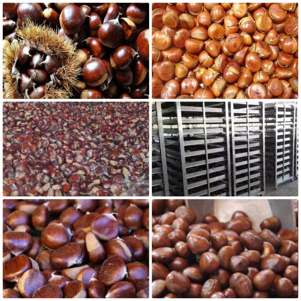 MeiYa Heat Pump Dryer: The Professional Solution for Chestnuts Drying