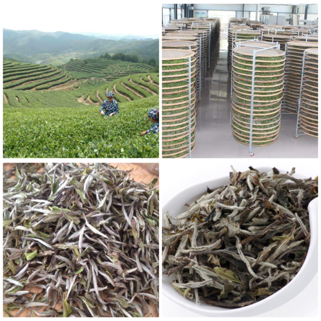 MeiYa Heat Pump Dryer: The Precision Solution for White Tea Drying