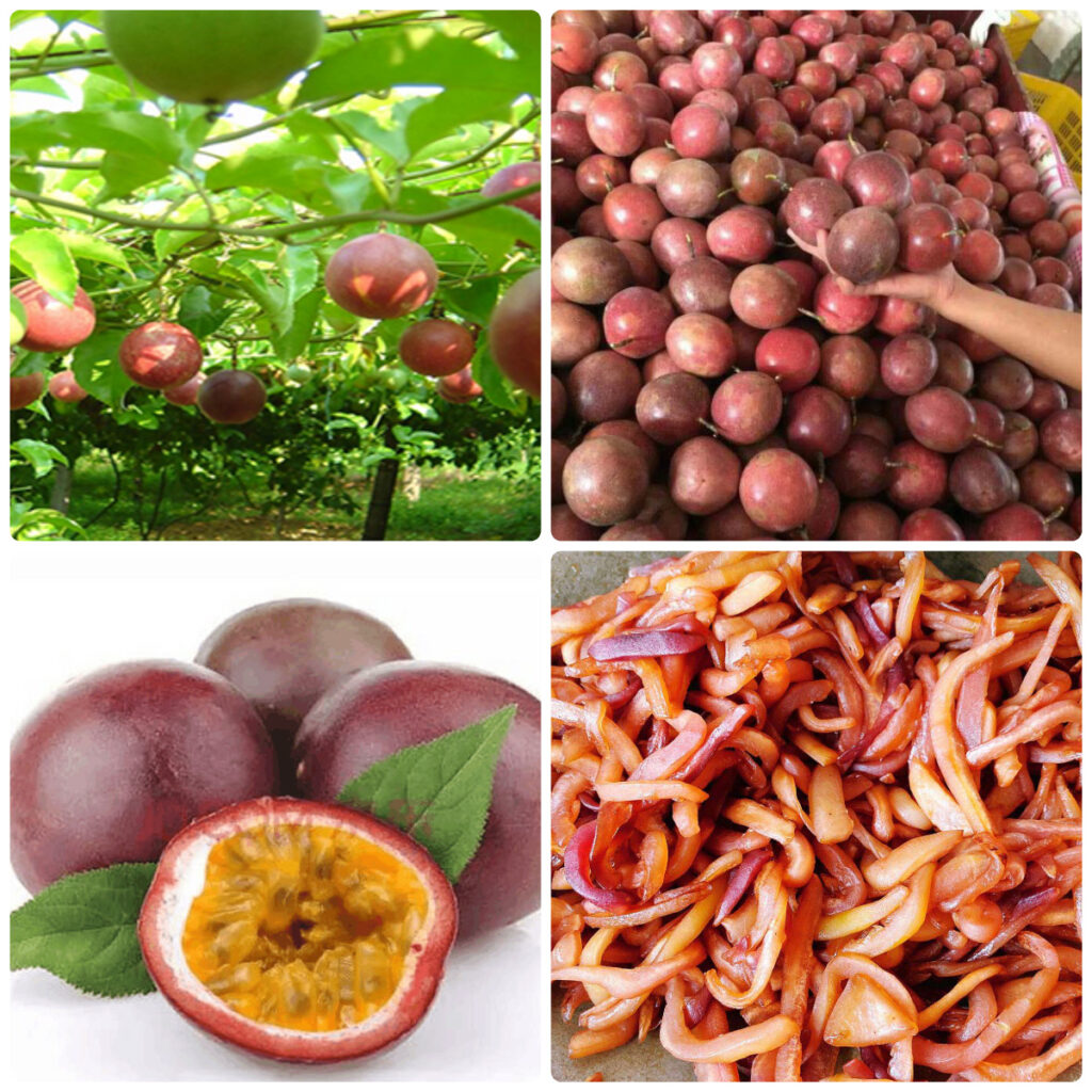 MeiYa Heat Pump Dryer: The Advanced Drying Solution for Passion Fruit
