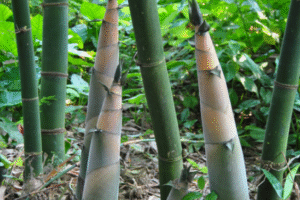 MeiYa Heat Pump Dryer: The Precision Drying Solution for Bamboo Shoots