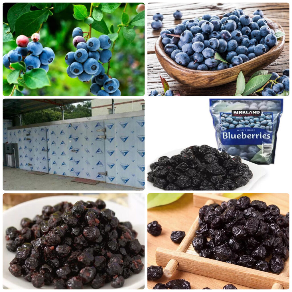 MeiYa Heat Pump Dryer: The Professional Solution for Blueberries Drying